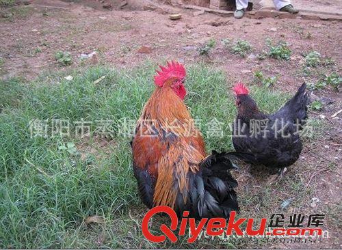長源禽業(yè)孵化場專業(yè)養(yǎng)殖供應(yīng)大量 優(yōu)質(zhì)黑土雞公