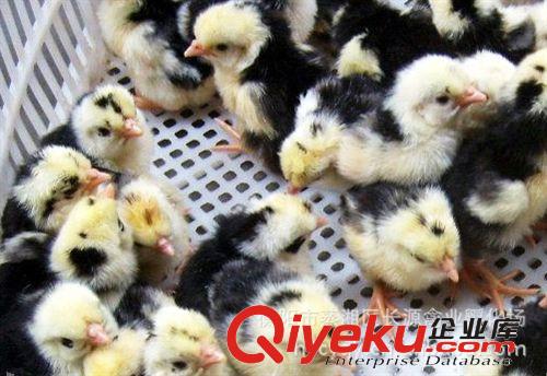 衡陽養(yǎng)殖場(chǎng)常年專培大量 珍貴優(yōu)質(zhì)貴妃雞苗 成活率高 貴妃雞批發(fā)