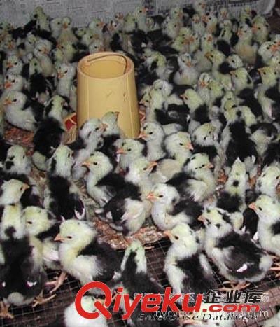 衡陽養(yǎng)殖場(chǎng)常年專培大量 珍貴優(yōu)質(zhì)貴妃雞苗 成活率高 貴妃雞批發(fā)