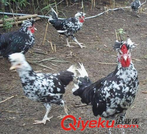 野雞/七彩山雞/貴妃雞/鵪鶉鳥