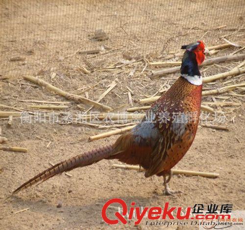 珍珠雞苗//七彩山雞苗//貴妃雞苗//鵪醇鳥