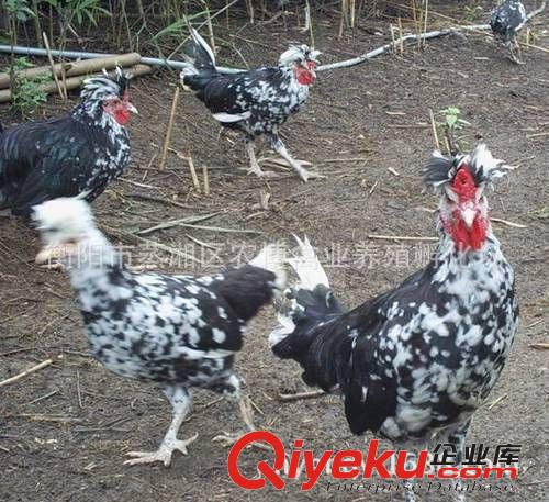 珍珠雞苗//七彩山雞苗//貴妃雞苗//鵪醇鳥