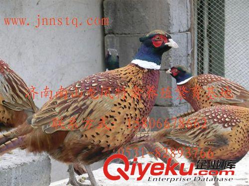 【南山龍鳳】七彩山雞苗（生長快、高收益）原始圖片2