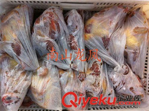 【南山龍鳳】批發(fā)白條野雞白條山雞（5000只）原始圖片2
