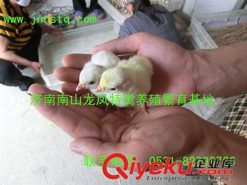【南山龍鳳】山雞苗（自主孵化）原始圖片2