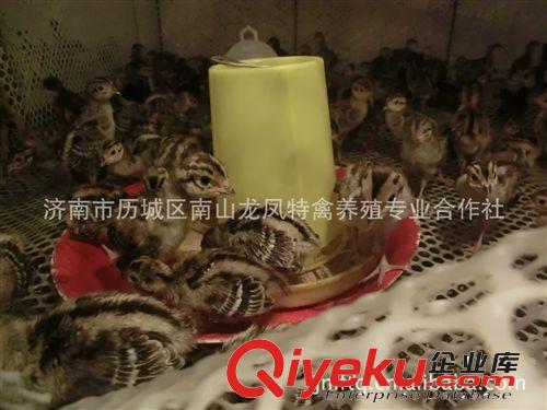 【南山龍鳳】供應七彩山雞，成品公雞，量大優惠