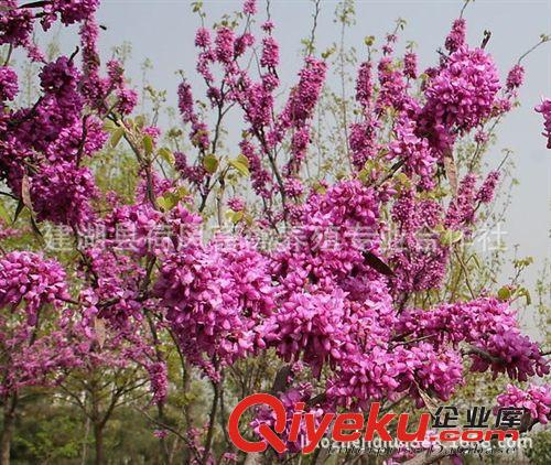 批發(fā)紫荊種子 庭院盆栽花木種子 綠化苗紫荊花樹種子巨紫荊種子原始圖片2