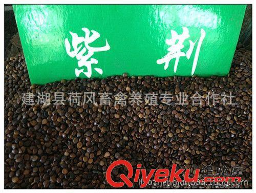 批發(fā)紫荊種子 庭院盆栽花木種子 綠化苗紫荊花樹種子巨紫荊種子原始圖片3
