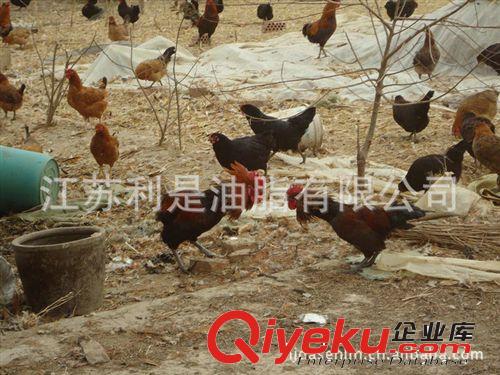 廠家批發江蘇利是綠色環保雞苗草雞 草雞苗原始圖片2