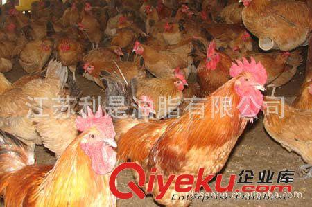 廠家批發江蘇利是綠色環保雞苗草雞 草雞苗原始圖片3