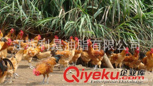 生產供應綠色環保江蘇利是草雞養殖場原始圖片3
