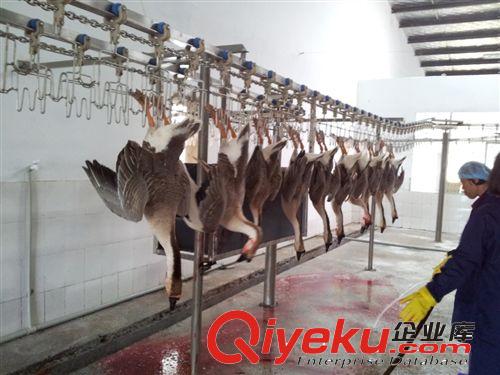 供應ZDS系列雁鵝宰殺生產線,自動肉鵝屠宰設備/優質家禽屠宰設備