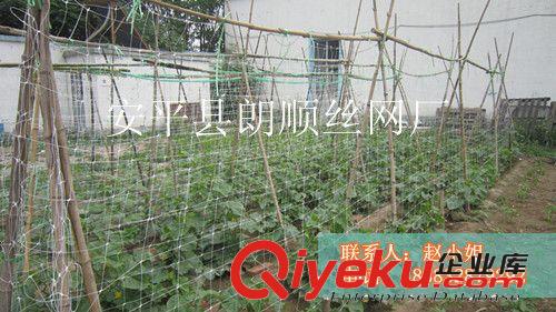 現(xiàn)貨供應(yīng)植物支架網(wǎng) 蔬菜攀爬網(wǎng) 爬藤網(wǎng) 塑料拉伸網(wǎng) 顏色多 白 綠原始圖片2