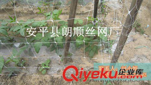 現(xiàn)貨供應(yīng)植物支架網(wǎng) 蔬菜攀爬網(wǎng) 爬藤網(wǎng) 塑料拉伸網(wǎng) 顏色多 白 綠原始圖片3