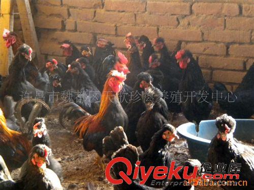 供應(yīng)河南元寶雞 黑元寶雞 優(yōu)質(zhì)貴妃雞 火雞特級品 山雞苗價格
