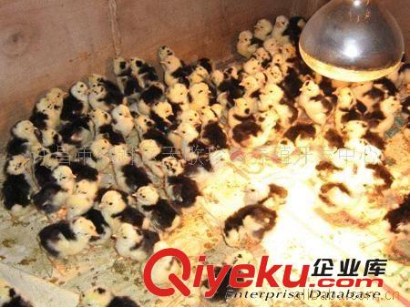 供應(yīng)河南元寶雞 黑元寶雞 優(yōu)質(zhì)貴妃雞 火雞特級品 山雞苗價格