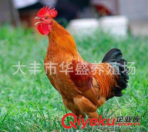 蛋肉兼用型土雞 山林放養(yǎng)高產(chǎn)蛋母雞