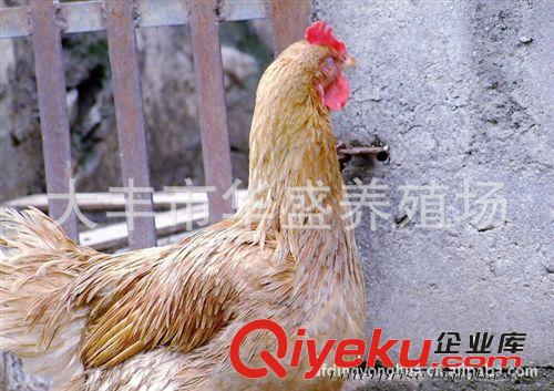 高營(yíng)養(yǎng)  燉湯老母雞原始圖片2