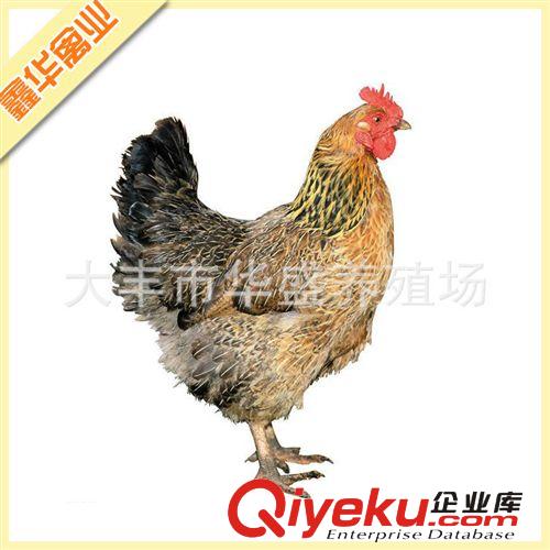 有機(jī)放養(yǎng)江蘇草雞 原生態(tài)散養(yǎng)老母雞