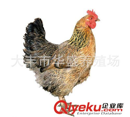 農家土家散養高營養柴雞 價格實惠原始圖片2