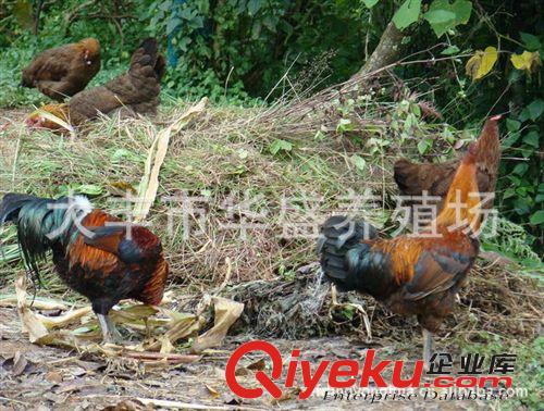 有機(jī)放養(yǎng)江蘇草雞 原生態(tài)散養(yǎng)老母雞原始圖片2