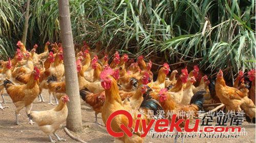 供應(yīng)優(yōu)質(zhì)生態(tài)農(nóng)家土雞 田地生態(tài)放養(yǎng)土雞 專業(yè)飼養(yǎng)原始圖片2