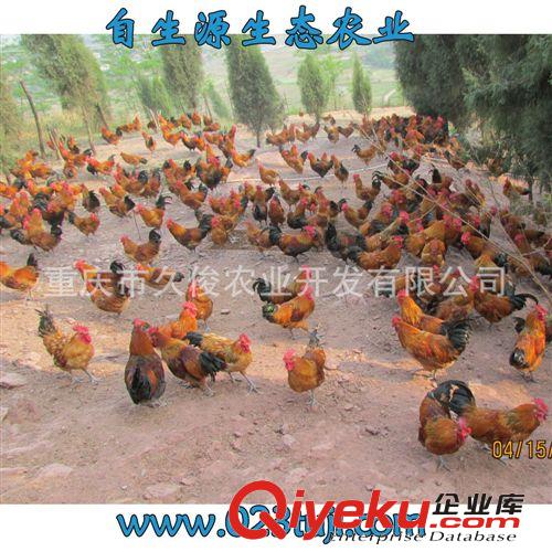 畢節散養土雞，畢節土雞苗批發