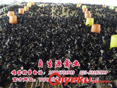 綠殼蛋雞苗 綠殼雞蛋 雞苗 雞苗批發(fā) 綠殼蛋雞 雞苗孵化場原始圖片2