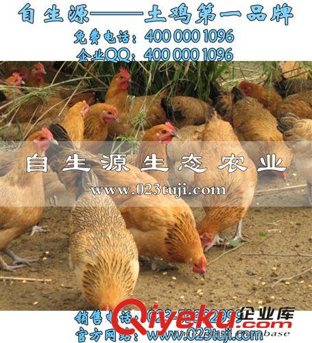 湖北土雞苗，湖北雞苗市場，湖北雞苗價格原始圖片2