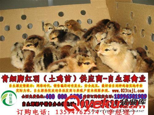 自生源全年批發土雞苗，土雞蛋，綠殼蛋雞苗