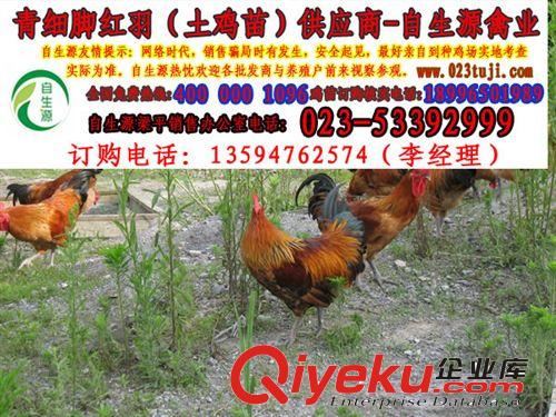 自生源全年批發土雞苗，土雞蛋，綠殼蛋雞苗