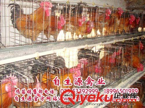 梁平土雞苗 青腳土雞苗 黑土雞苗 自生源土雞苗 安徽土雞苗