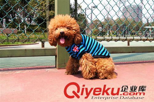 寵物用品英國國旗帥氣條紋風 衣服/狗狗背心休閑T恤 廠家直銷混批原始圖片2