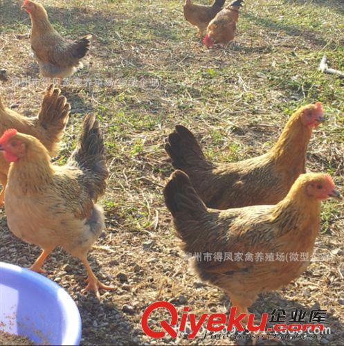 長期提供肉質(zhì) 品質(zhì) 賣相{zh0}放養(yǎng)土母雞 土閹雞 土雞養(yǎng)殖技術(shù)