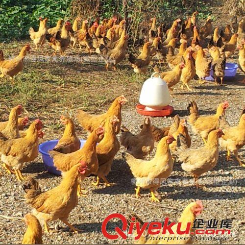 長期提供肉質(zhì) 品質(zhì) 賣相{zh0}放養(yǎng)土母雞 土閹雞 土雞養(yǎng)殖技術(shù)