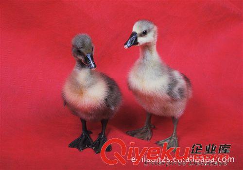 大種灰鵝，黑鵝養(yǎng)殖，請(qǐng)撥13608103000原始圖片3
