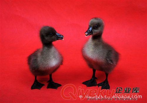 大種灰鵝，黑鵝養(yǎng)殖，請(qǐng)撥13608103000
