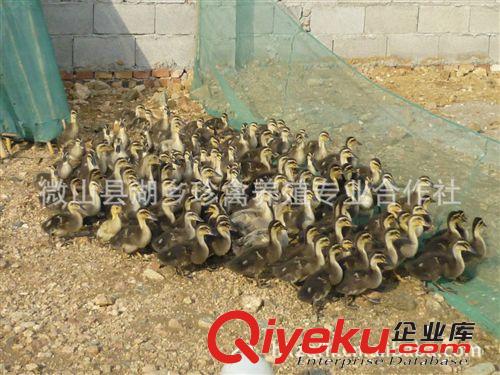 長期大量出售優質 郎德鵝苗