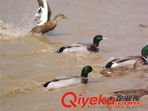 供應(yīng)江西南昌鄱陽湖放養(yǎng)tr60天的綠頭野鴨原始圖片2