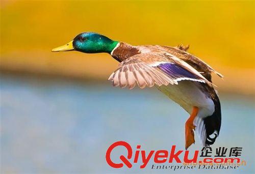 南昌興榮供應鄱陽湖種用產蛋綠頭野鴨