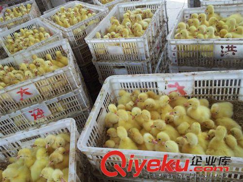 供應(yīng)大種鵝苗，鵝苗價格，鵝苗行情，鵝苗批發(fā)  鵝苗批發(fā)