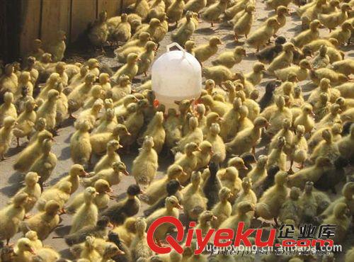 大量供應灰鵝苗 鵝苗 廠家直銷 價格優惠原始圖片2