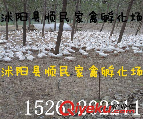 一批優質的鵝蛋孵化了，供應優質苗子，價格優惠，質量好