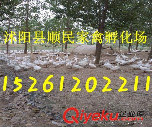 一批優質的鵝蛋孵化了，供應優質苗子，價格優惠，質量好