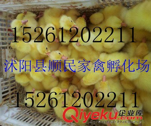 一批優質的鵝蛋孵化了，供應優質苗子，價格優惠，質量好原始圖片2