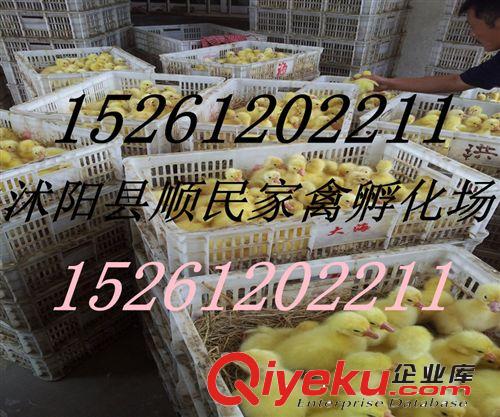 *常年供應優質鵝苗，各種品種，價格優惠，包回收 鵝苗  獅頭鵝苗