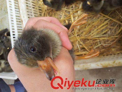 一批優質的金定鴨苗供應了，金定鴨苗價格，金定鴨苗批發原始圖片2