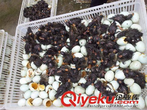 一批優質的金定鴨苗供應了，金定鴨苗價格，金定鴨苗批發原始圖片3