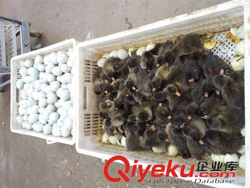 供應鴨苗價格，鴨苗行情，鴨苗報價，鴨苗批發(fā)原始圖片2