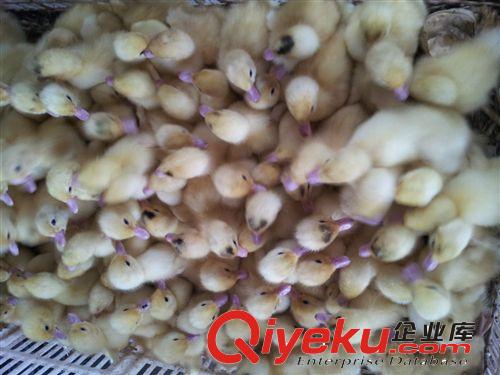 l量大從優(yōu) 供應(yīng)優(yōu)質(zhì)的 生態(tài)番鴨苗，品種純正，價(jià)格優(yōu)惠 番鴨苗